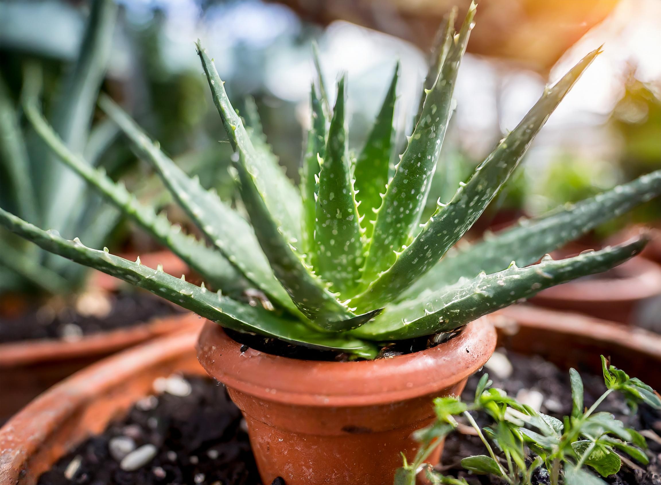 Aloes W Doniczce: Perfekcyjna Metoda na Zdrową Uprawę